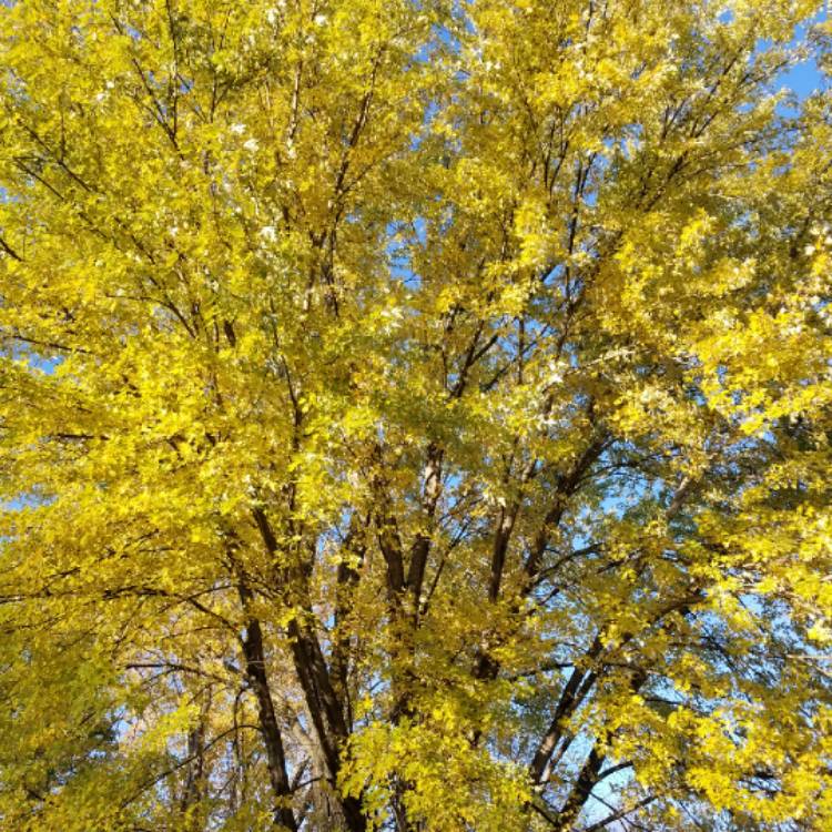 Plant image Acer saccharinum  syn. Acer dasycarpum ; Acer eriocarpum