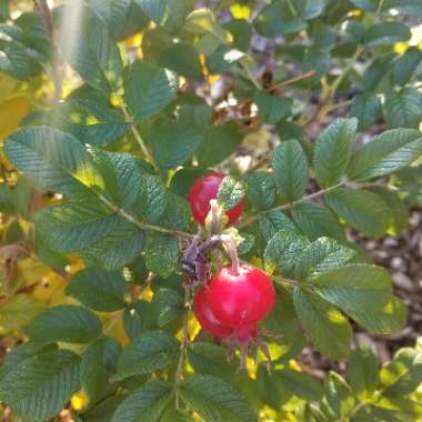 Rosa rugosa 'Pink'