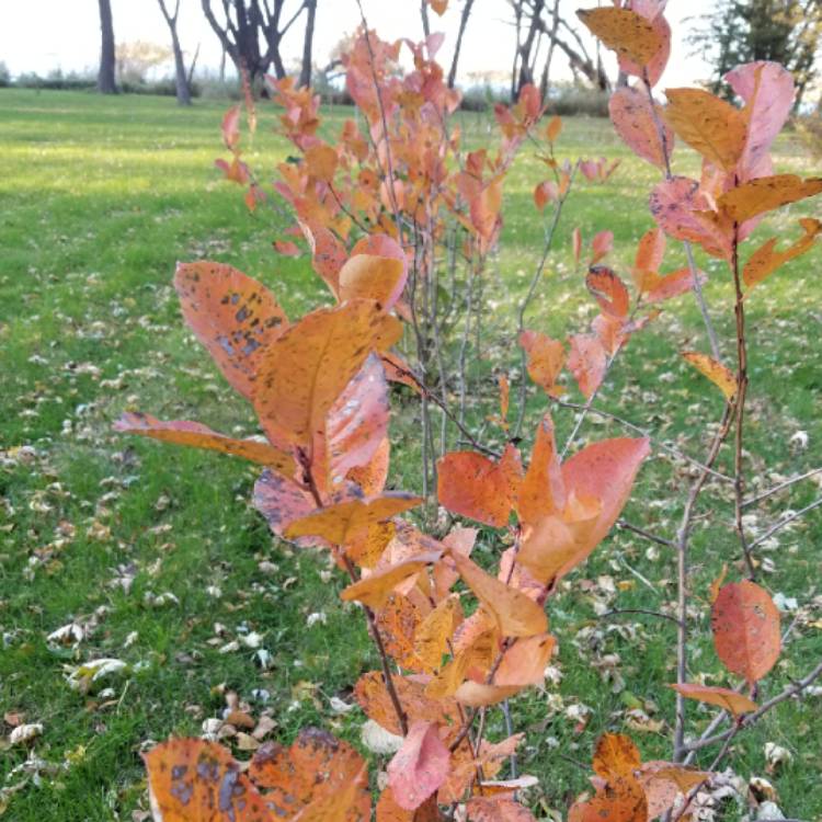 Plant image Aronia Melanocarpa 'Viking' syn. Aronia x prunifolia 'Viking'