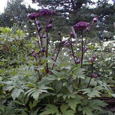 Angelica Gigas