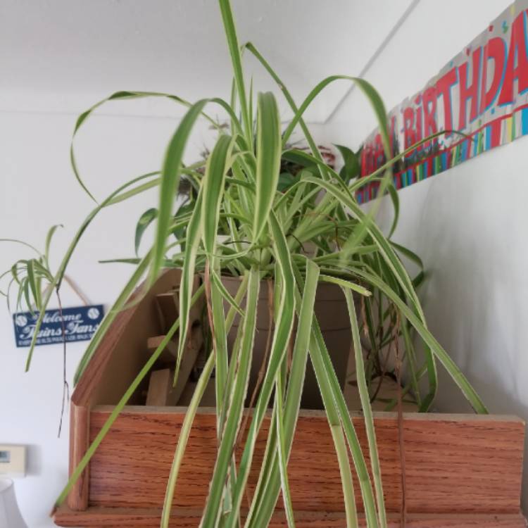 Plant image Chlorophytum viridescens 'Hawaiian'