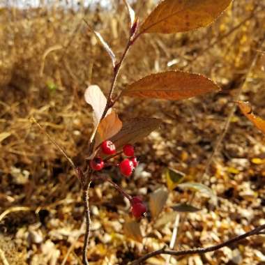 Aronia x prunifolia 'Brilliant' syn.Aronia arbutifolia 'Brilliant'; Aronia melanocarpa 'Brilliant'