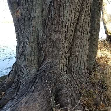 Acer saccharinum  syn. Acer dasycarpum ; Acer eriocarpum