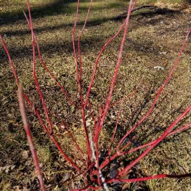 Cornus sanguinea 'Cardinal'