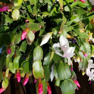 Schlumbergera truncata