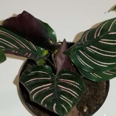 Calathea