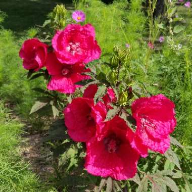 Hibiscus moscheutos 'Lord Baltimore'