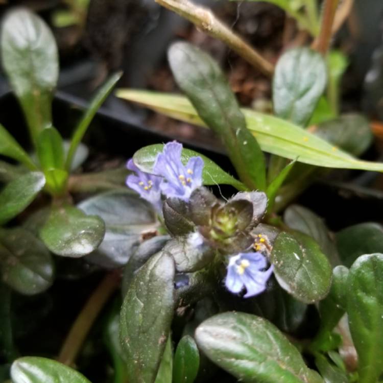 Plant image Ajuga tenorii 'Valfredda' syn. Ajuga reptans 'Valfredda', Ajuga reptans 'Chocolate Chip'