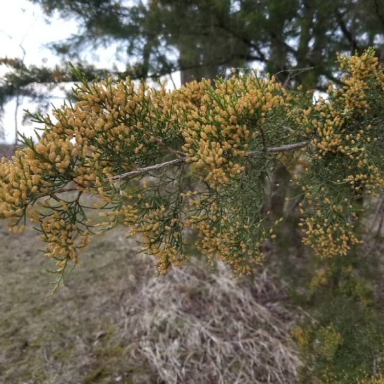 Plant image Thuja occidentalis