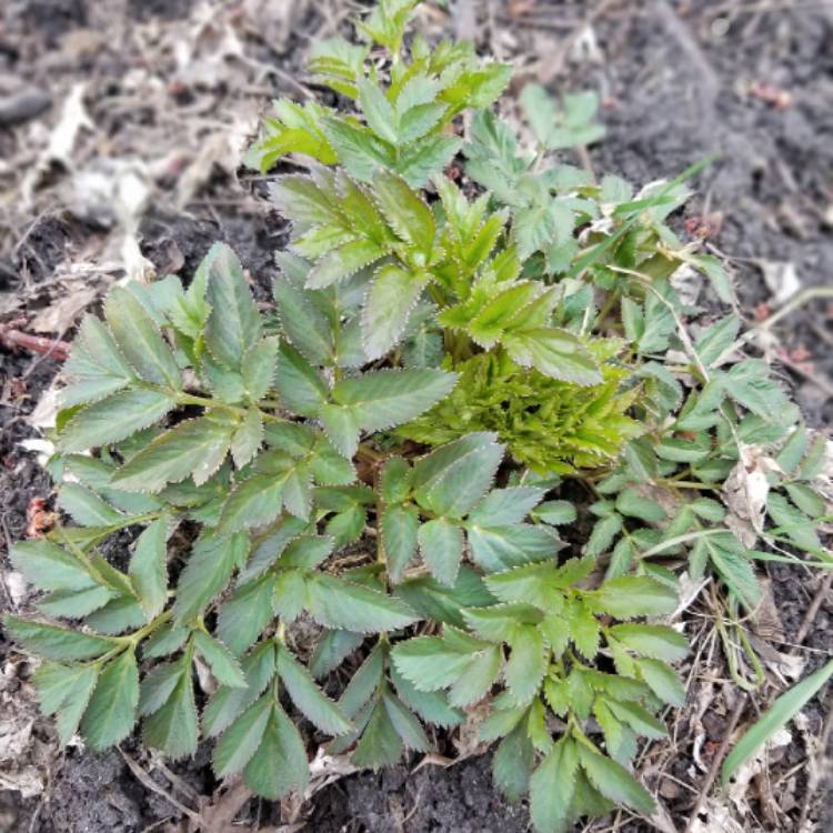 Plant image Angelica Gigas