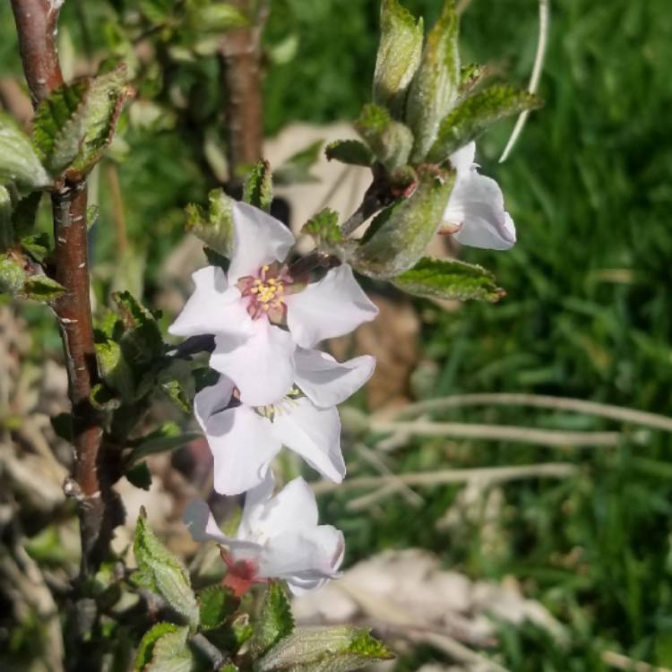 Plant image Prunus tomentosa 'Nanking'