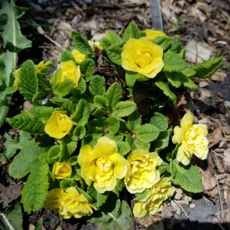 Plant image Primula 'Rose'