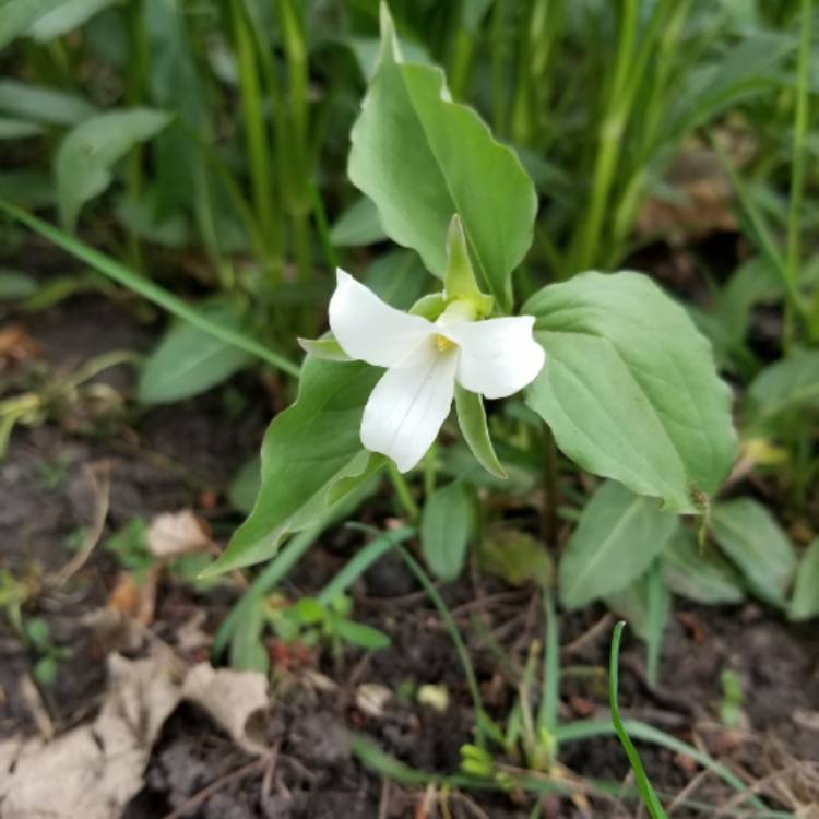 Plant image Trillium