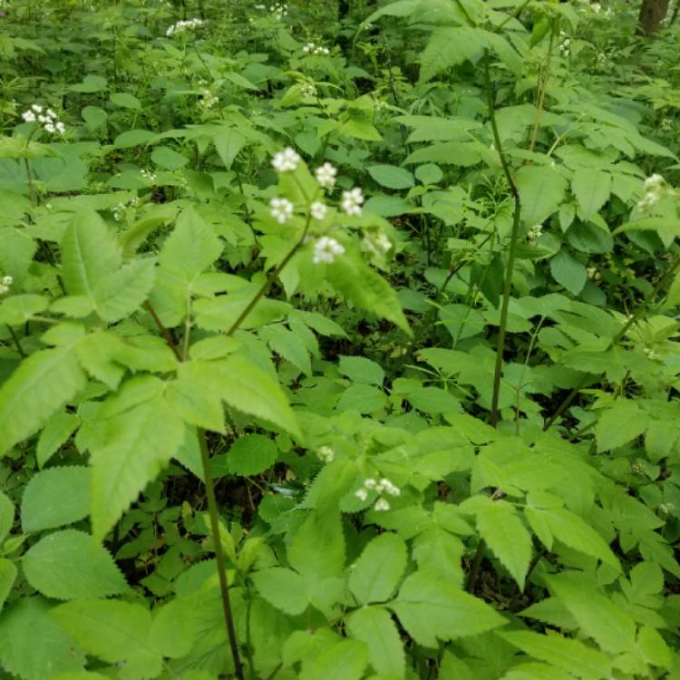 Plant image Myrrhis odorata