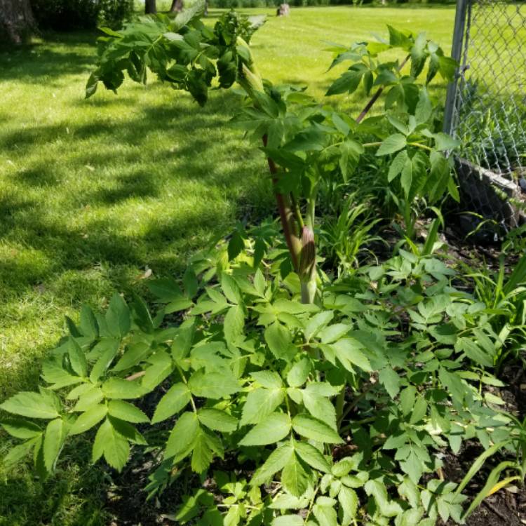 Plant image Angelica Gigas