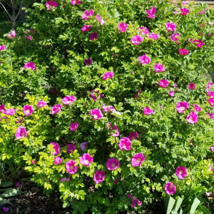 Plant image Rosa rugosa 'Pink'