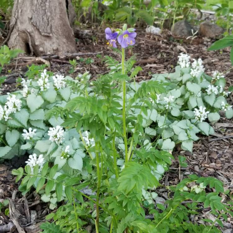 Plant image Polemonium reptans 