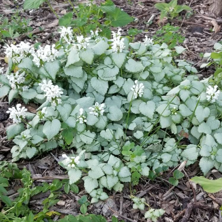 Plant image Lamium