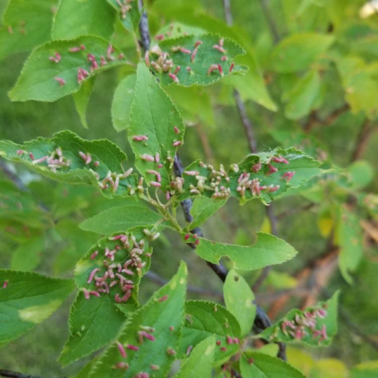 Plant image Prunus Americana