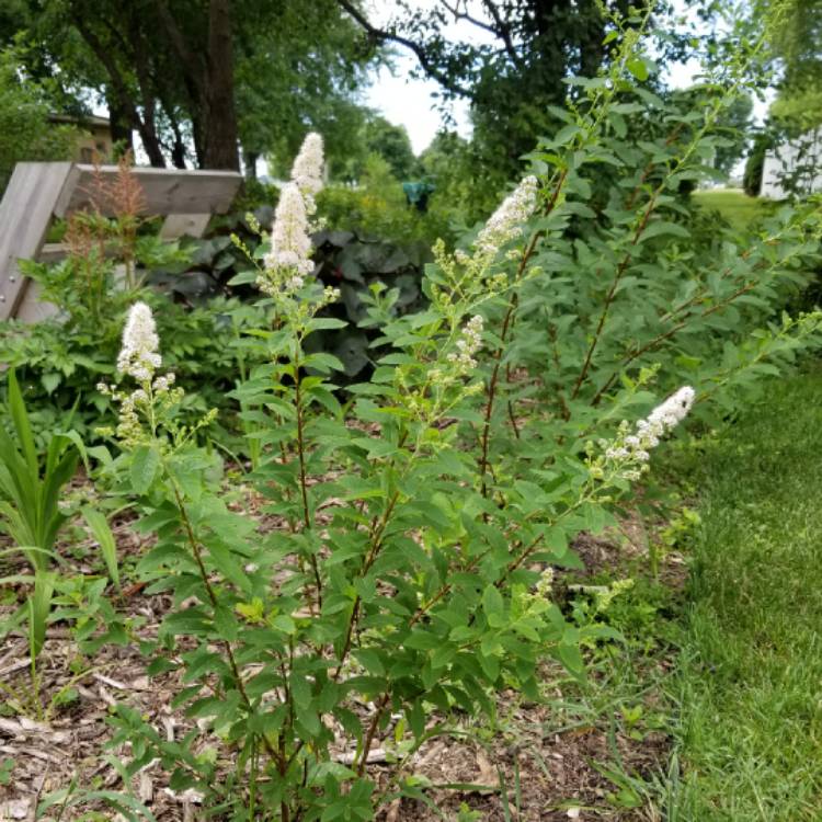 Plant image Spiraea Alba