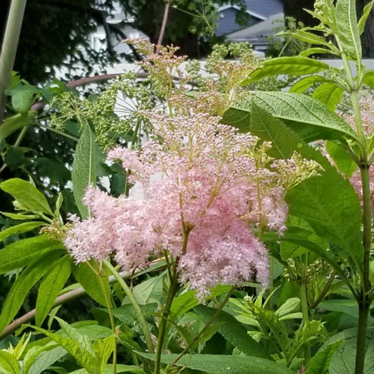 Plant image Filipendula rubra 'Venusta'