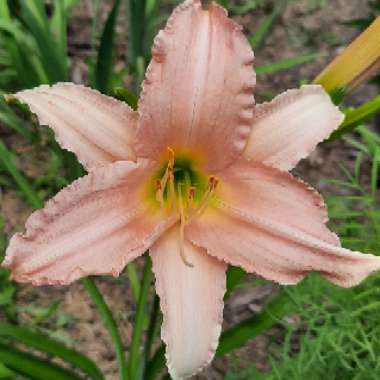 Hemerocallis