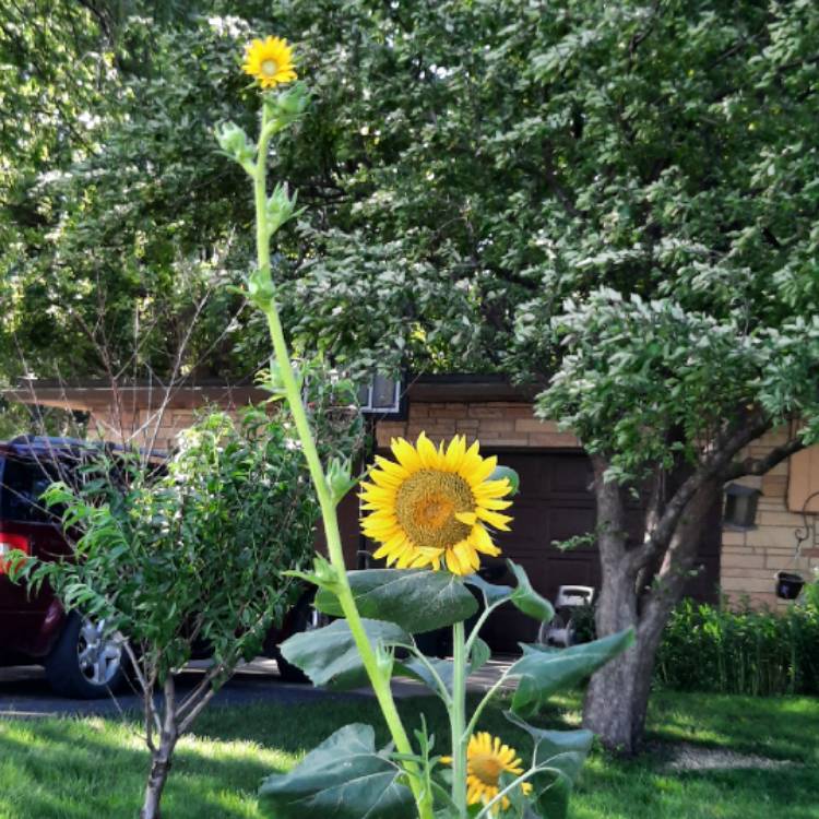 Plant image Silphium laciniatum