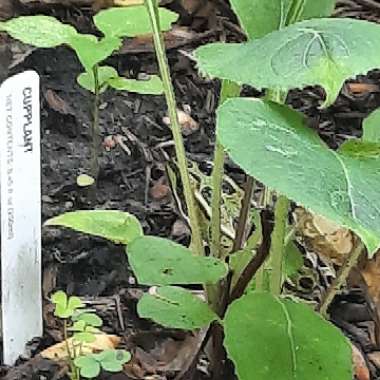 Silphium Perfoliatum