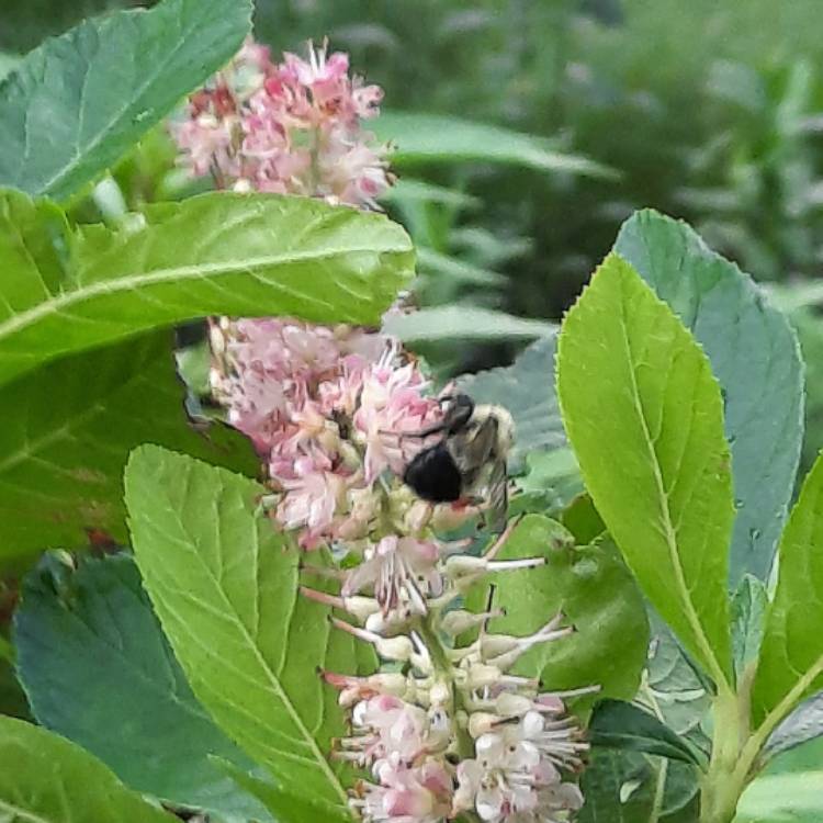 Plant image Clethra alnifolia 'Ruby Spice'