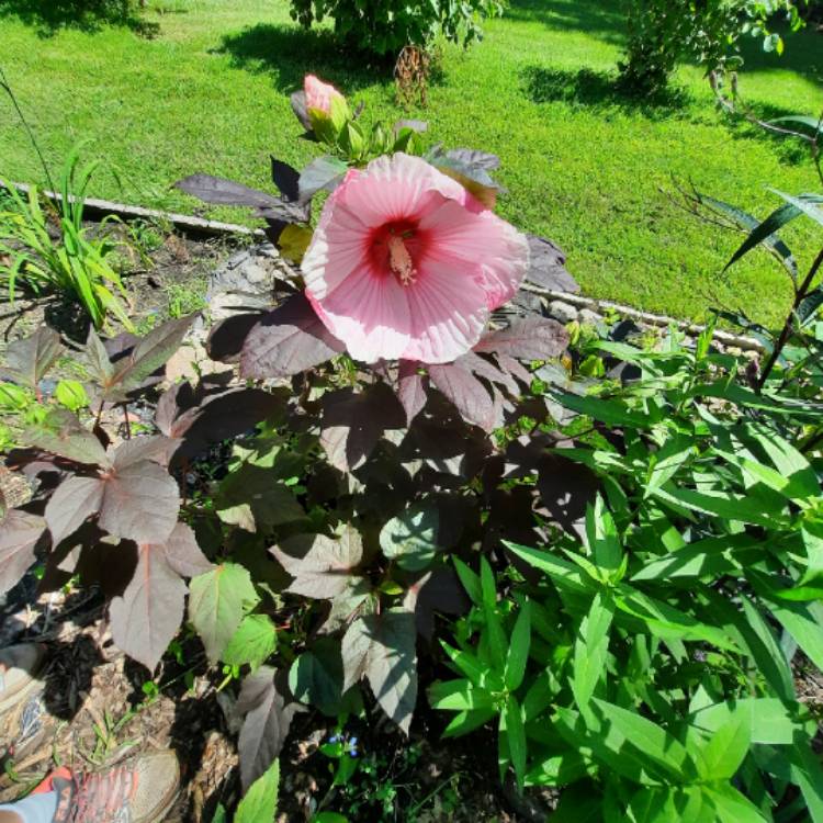 Plant image Hibiscus moscheutos 'Cherry Cheesecake'