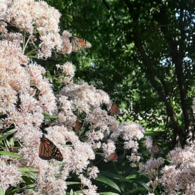 Eupatorium