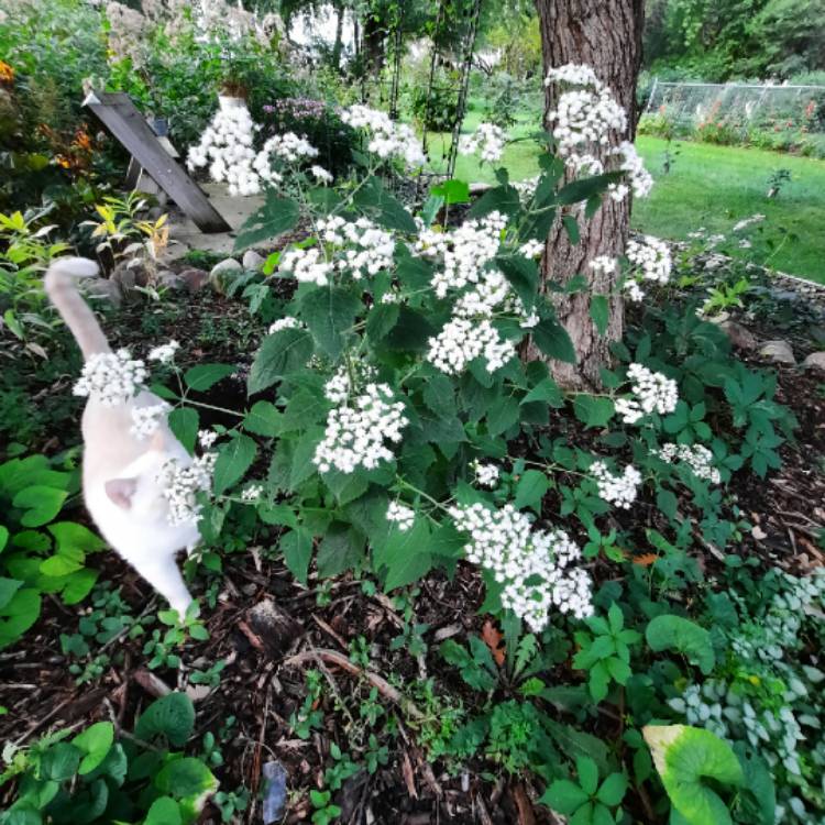 Plant image Ageratina altissima