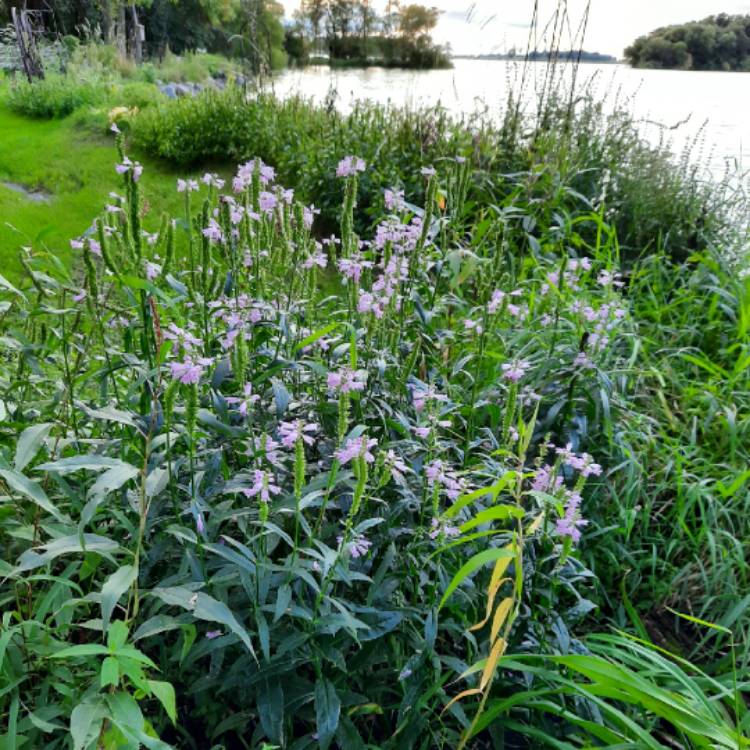 Plant image Physostegia virginiana 'Summer Snow'