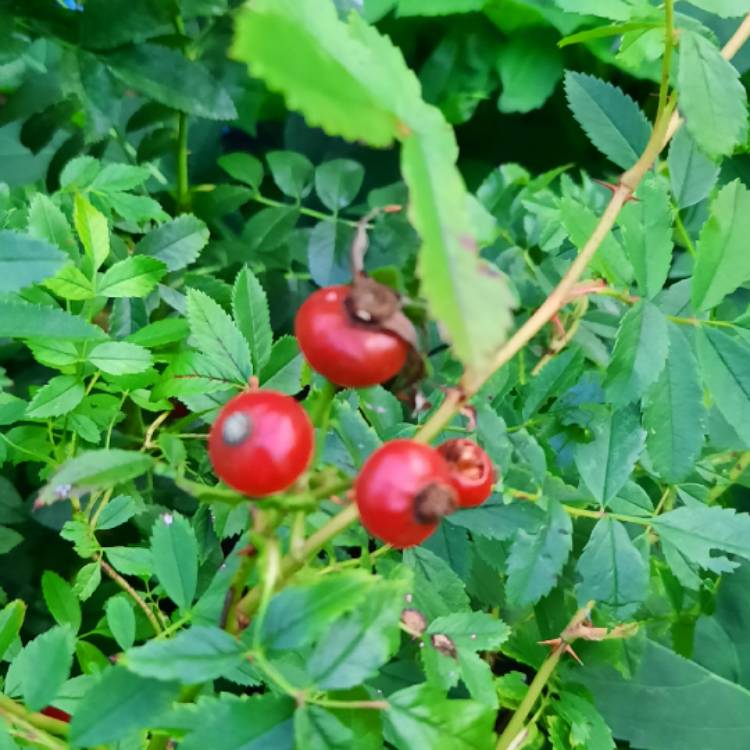 Plant image Rosa rugosa 'Pink'