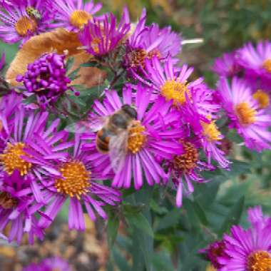 Aster Violetta