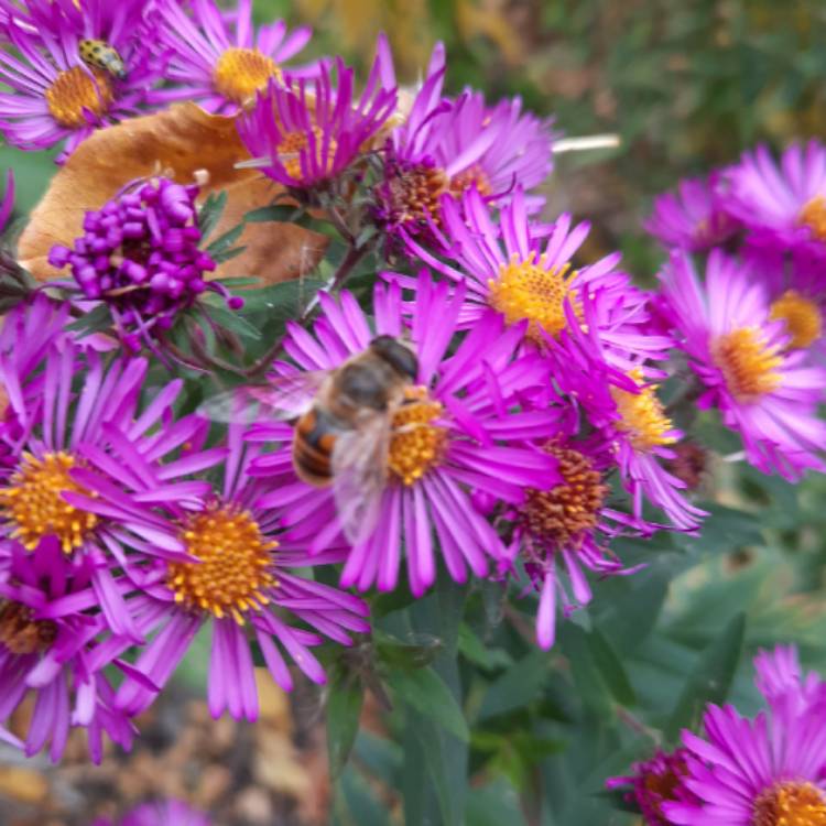 Plant image Aster Violetta