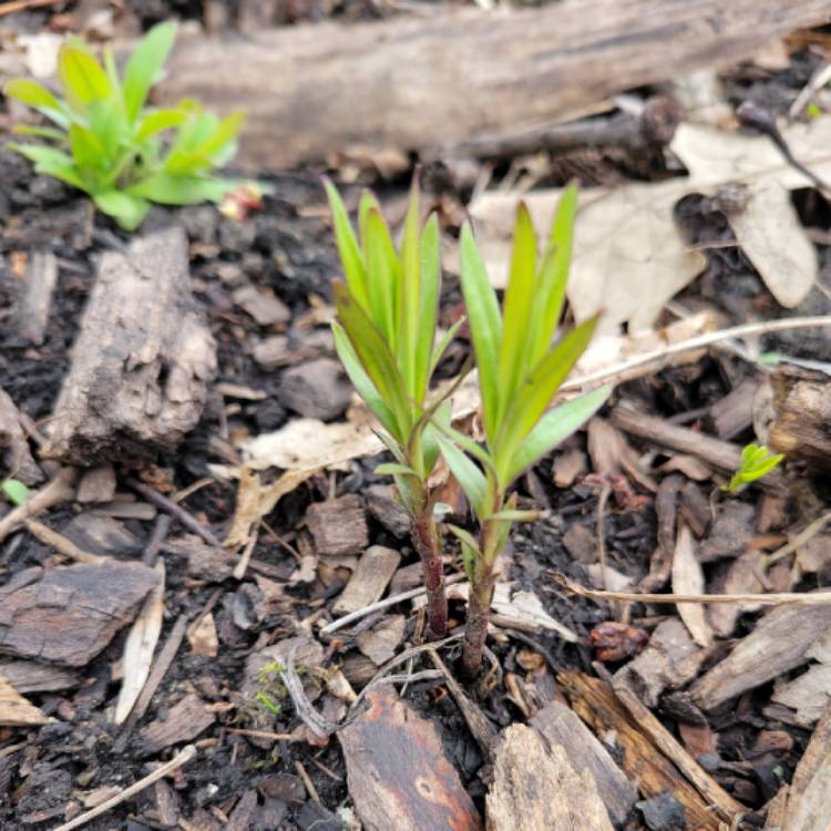 Plant image Gentiana