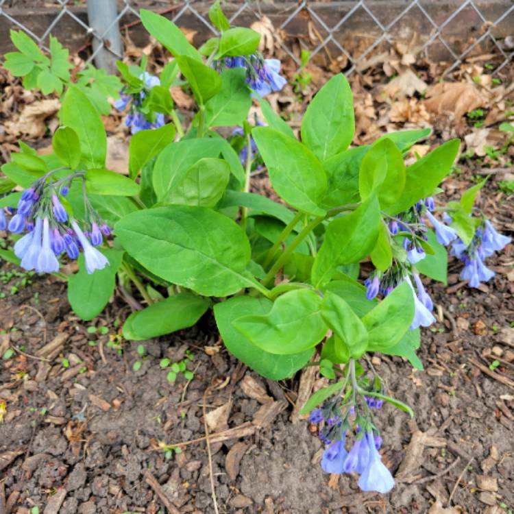 Plant image Mertensia virginica syn. Mertensia pulmonarioides