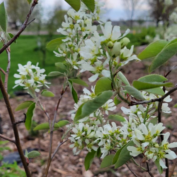 Plant image Amelanchier alnifolia