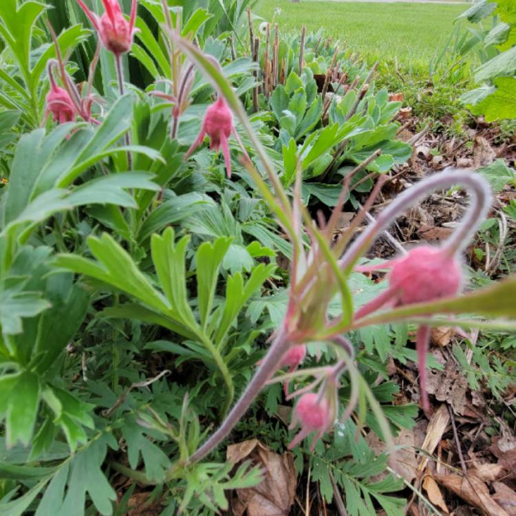 Plant image Geum triflorum