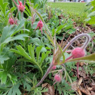 Geum triflorum