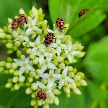 Cornus sanguinea 'Cardinal'