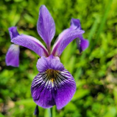 Iris versicolor