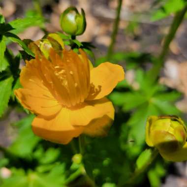 Trollius