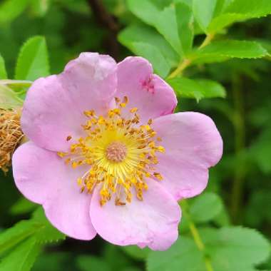 Rosa palustris