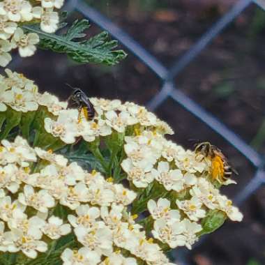 Achillea