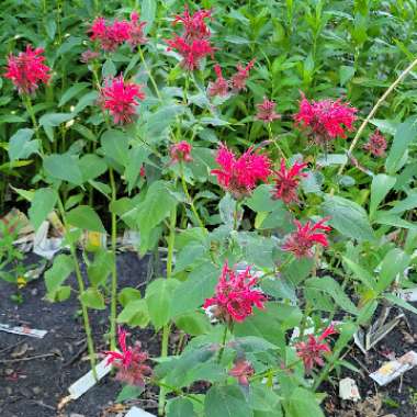 Monarda