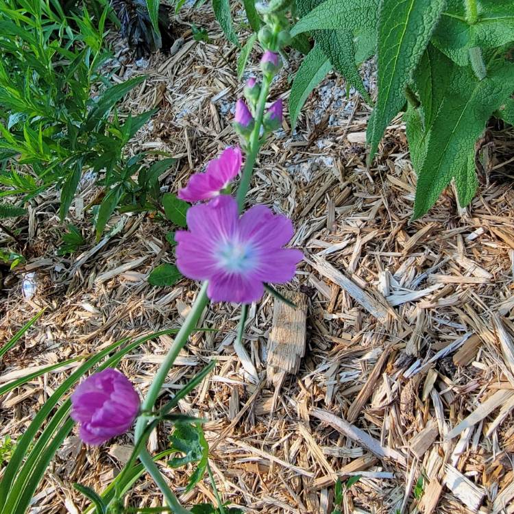 Plant image Sidalcea hybrida 'Party Girl'