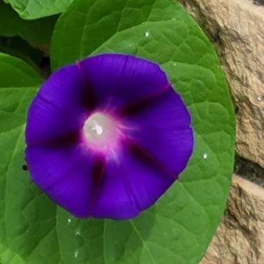 Ipomoea