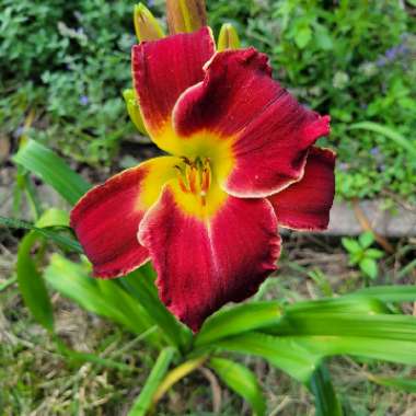 Hemerocallis